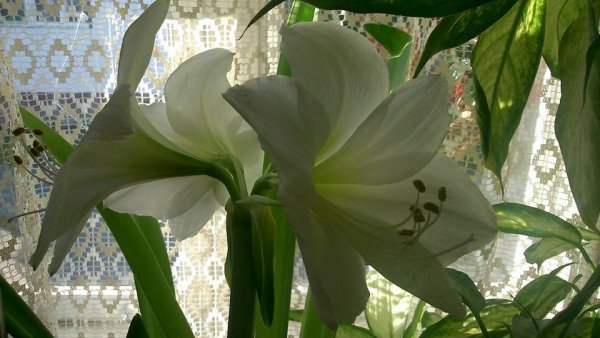 ablak56 Skuterané Salamon Anikó