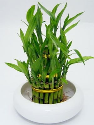 bamboo