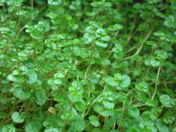 párnafű