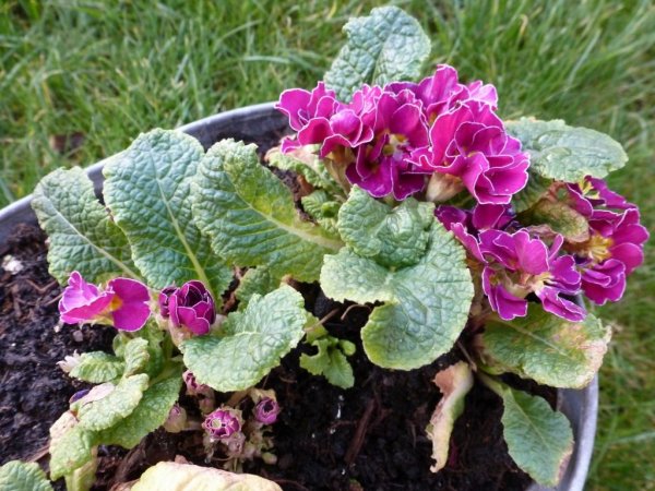 Primula 002 (1024x768)