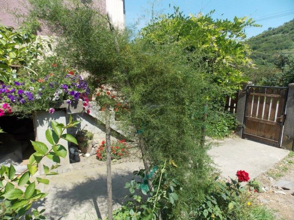 aszparágusz_Dudás Katalin