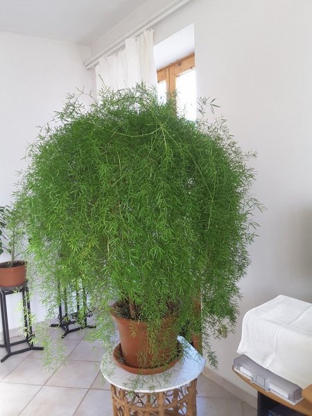 aszparágusz_Neviczki Judit