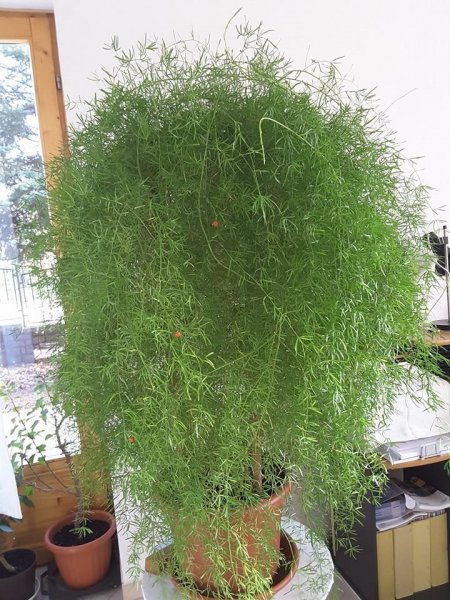 aszparágusz_Neviczki Judit1