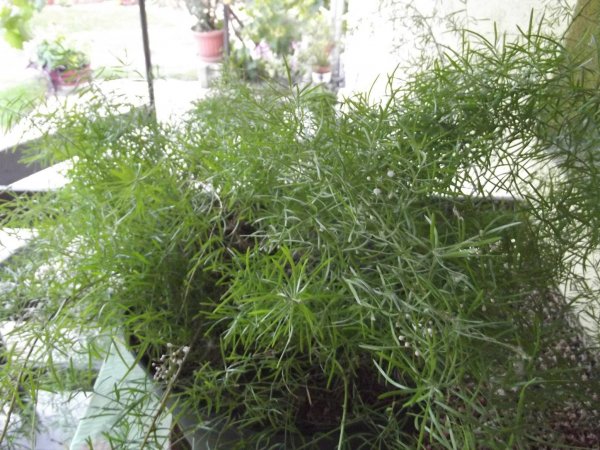 aszparágusz_Turánné Szolnoki Valéria