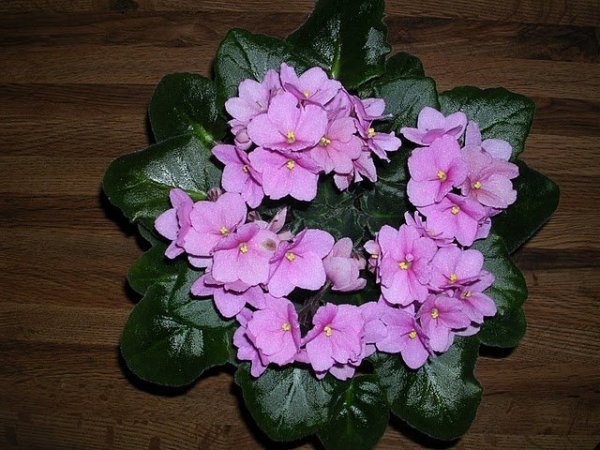 fokföldi_Babinszkiné Bohus Jolán