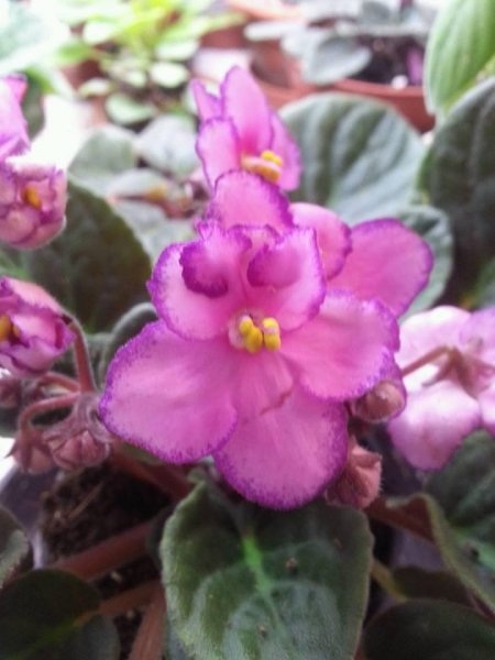 fokföldi_Balanyi_Pintér Anita