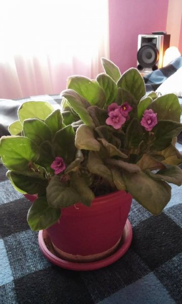 fokföldi_Csernik Lili