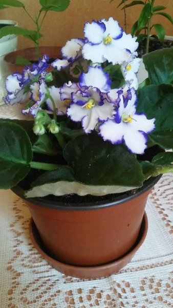 fokföldi_Kéri Kriszta