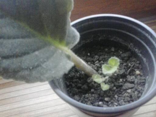 fokföldi_lázár Ferenc