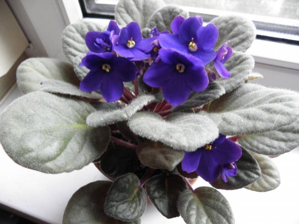 fokföldi_takács Ildikó