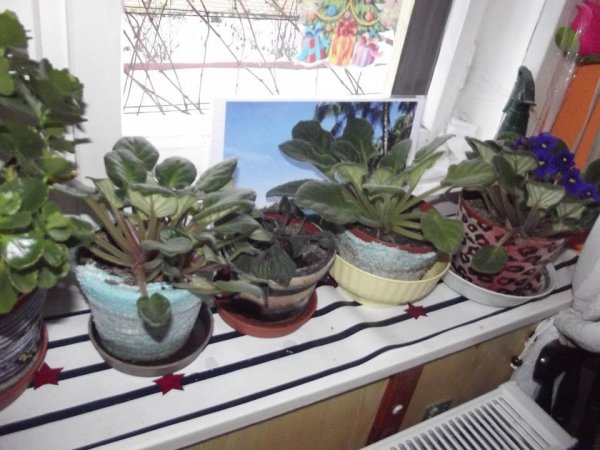 fokföldi_turánné Szolnoki Valéria