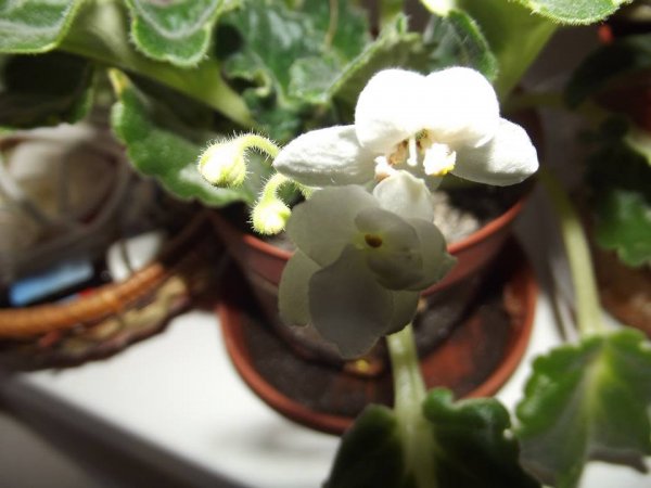 fokföldi_turánné Szolnoki Valéria1