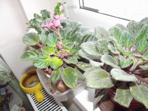 fokföldi_turánné Szolnoki Valéria2