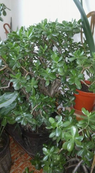 pozsgafa_Micsey Andrea