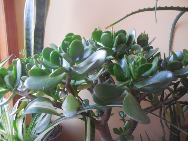 pozsgafa_Pap Sándorné