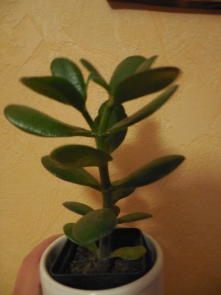 pozsgafa_Pap Sándorné1