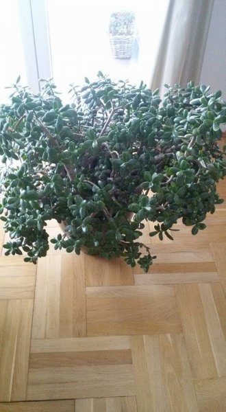 pozsgafa_Szabó Nikoletta