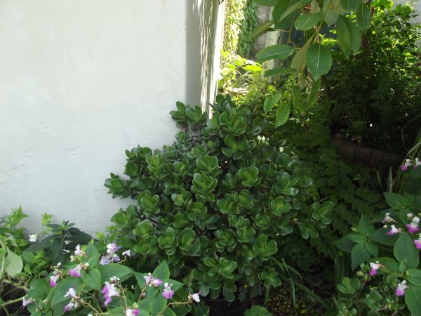 pozsgafa_Turánni Szolnoki Gabriella