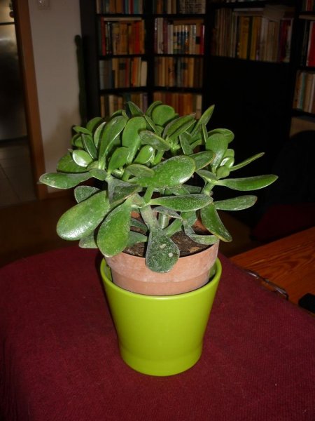 pozsgafa_Wolf Márta