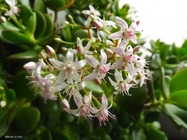 pozsgafa_gerzsei Andrea