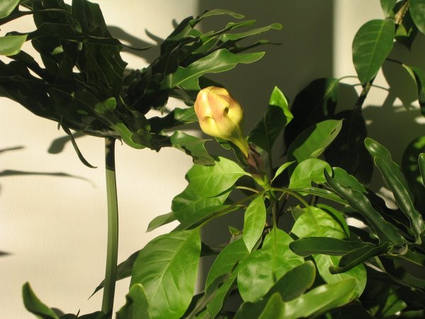 solandra maxima_Kardkovács2