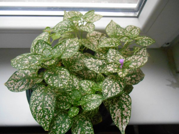 szeplősarc_Wundele Erika