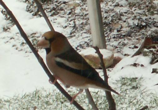 tél_Mácsár Mária