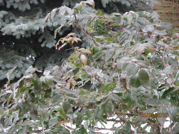 tél_csipzserné Kati