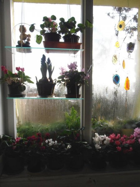 téli1_Pintér Márta