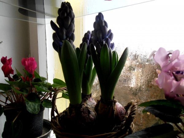 téli3_Pintér Márta