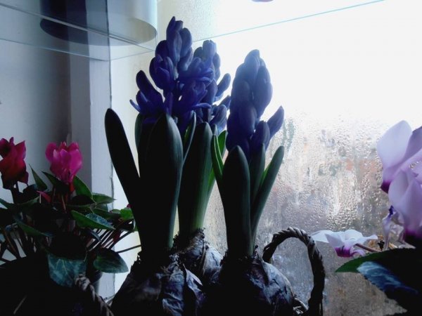 téli4_Pintér Márta