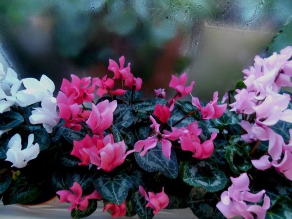 téli5_Pintér Márta