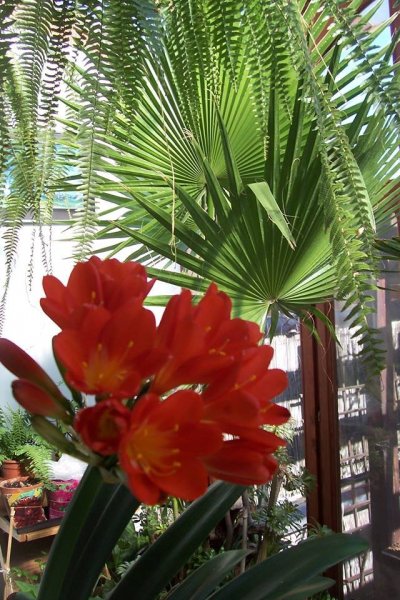 téli8_kiss Sándorné