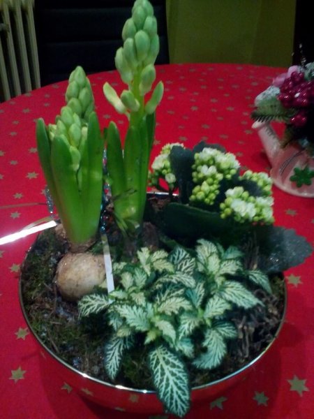 újév_Alaska Ágota