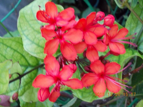 újév_Csernobili Piroska