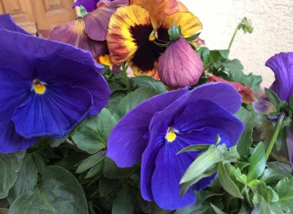 újév_Szécésny Zsuzsanna