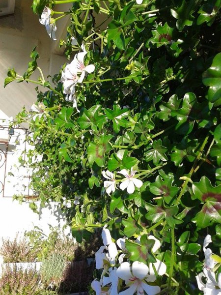 újév_Viczai Károlyné