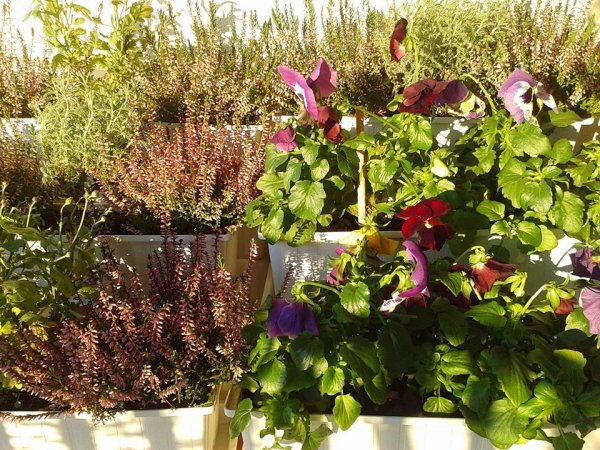 újév_Viczai Károlyné1