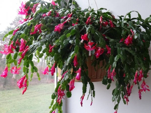 újév_lakatár Mari