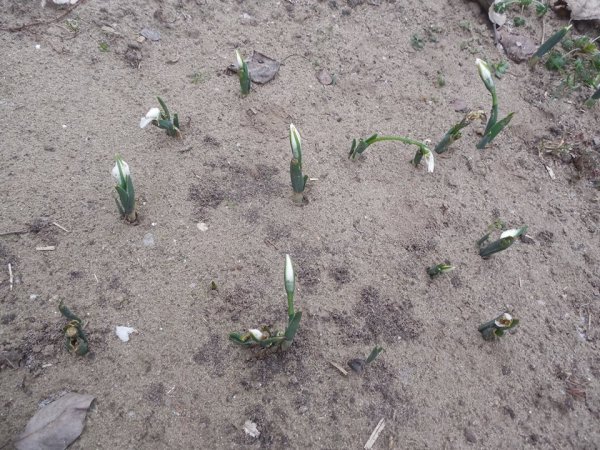 újév_pap Sándorné