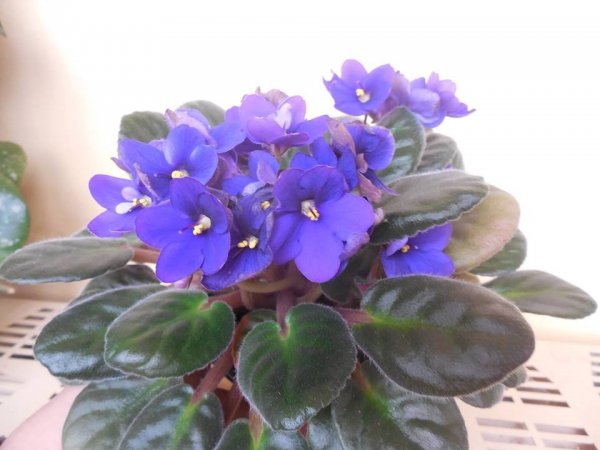 újév_pap Sándorné1