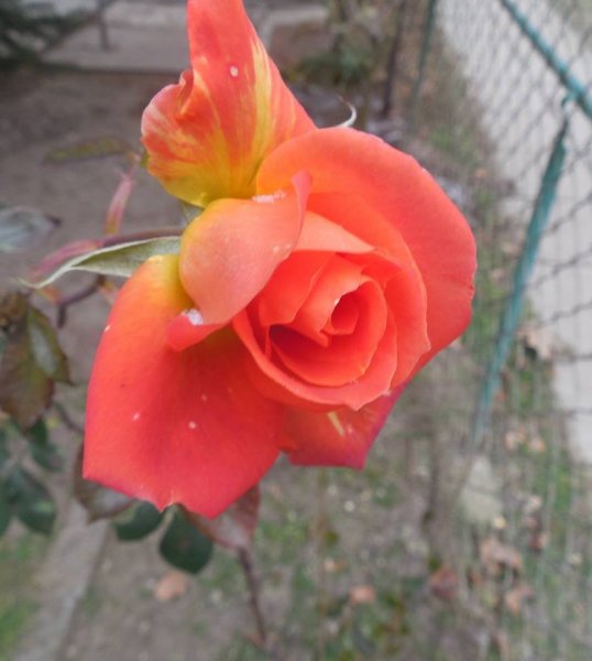 újév_papp Sándorné