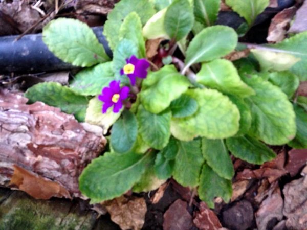 újév_Ács_dósa Mónika