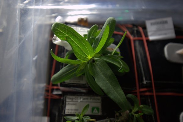 Kinyílt az első virág a viágűrben: zinnia, azaz vasvirág