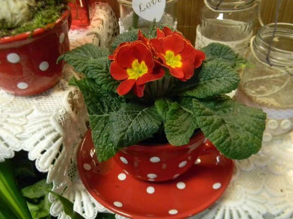 12573143_1655898604670057_8998259511315938938_n