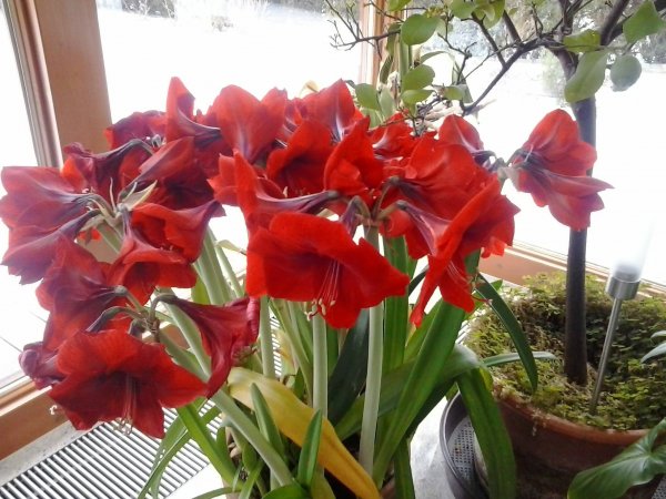 amarillisz_Csigó Márta