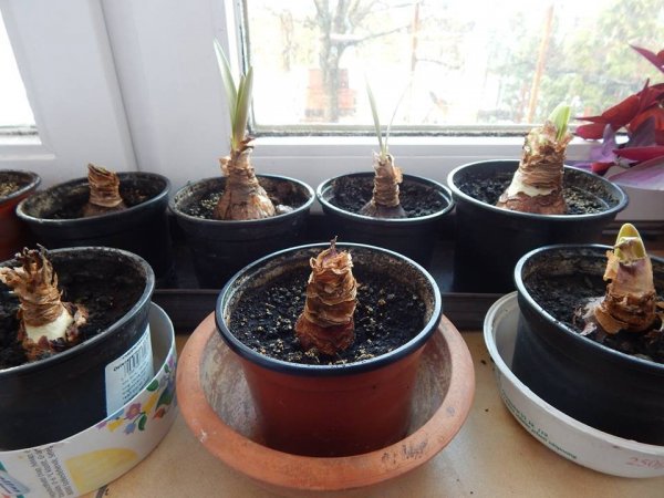 amarillisz_Majoros István