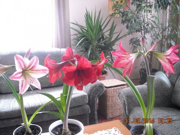 amarillisz_Varga Árpádné Szigony Alíz