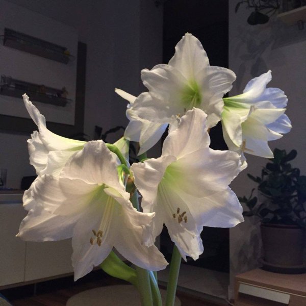 amarillisz_Veres Ica