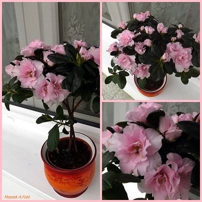 azálea_Gerzsei Andrea